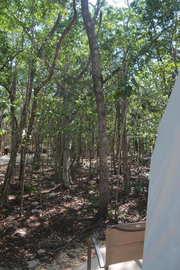 Glamping Mayan Glam トゥルム エクステリア 写真